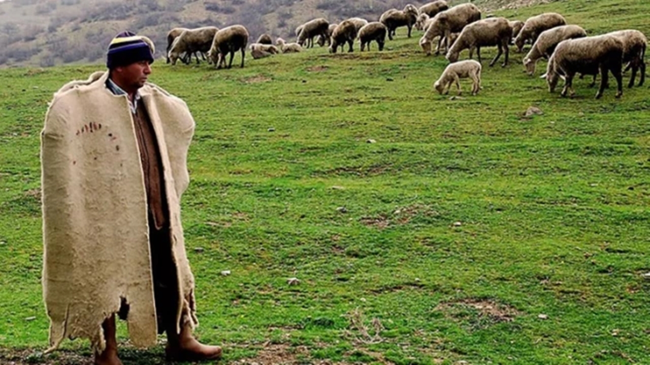 Yüksek Ücretlere Rağmen Çoban Krizi Sürüyor