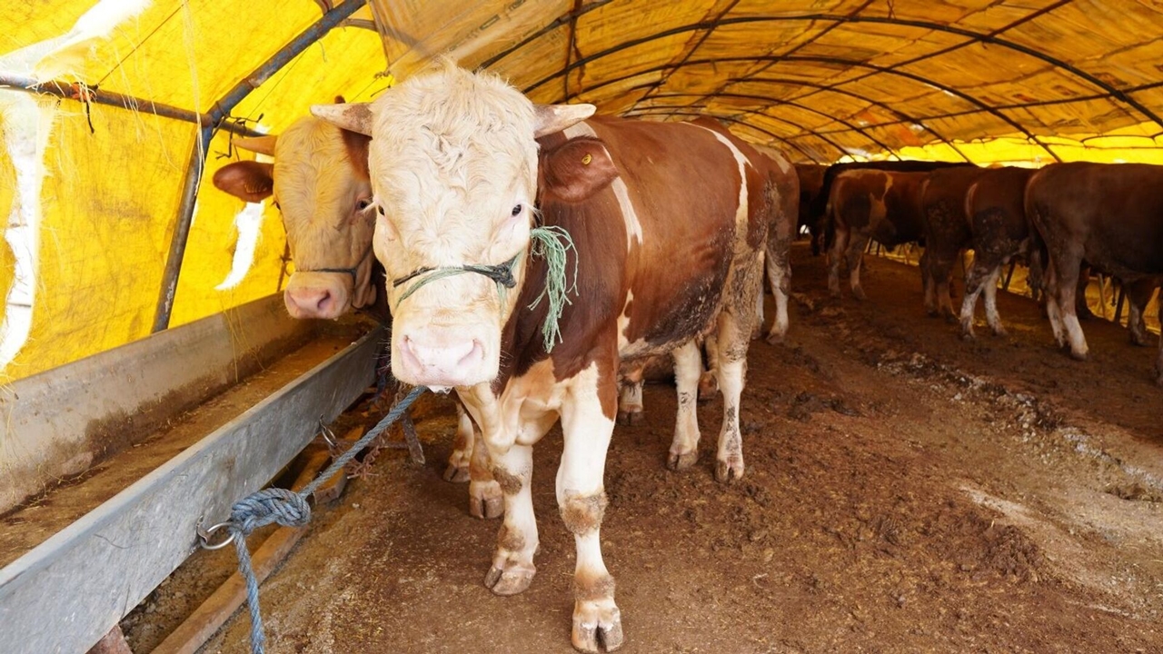 Kurban Bayramına Sayılı Günler Kala Kurbanlık Satışları Düşüşte