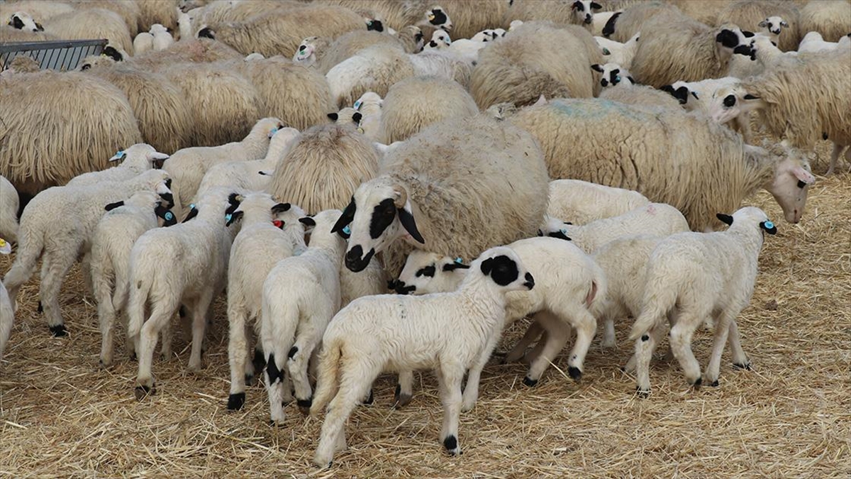 Amasya’da Süt Kuzularının Anneleriyle Buluşma Anı Güzel Görüntüler Oluşturdu Haberi