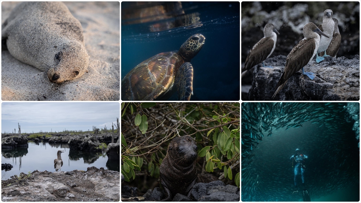 Bitki, Hayvan Ve Deniz Araştırmacılarının Ilgi Odağı: Galapagos Adaları Haberi