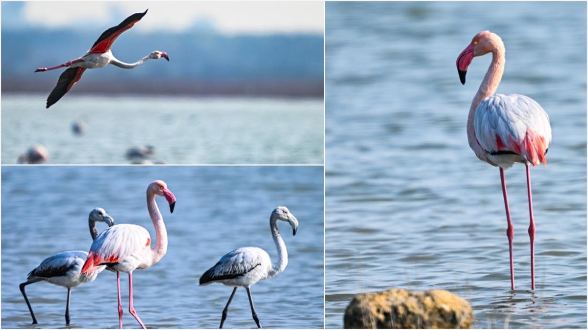 Doğu Akdeniz’de Gözlemlenen Flamingo Sayısı Geçen Yıla Göre Iki Katına Çıktı Haberi