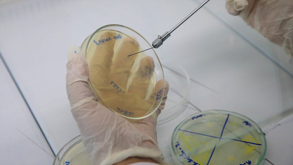 Erkek Arı Larvasının Bakteriler Üzerinde Antibiyotik Etkisi Gösterdiği Belirlendi Haberi