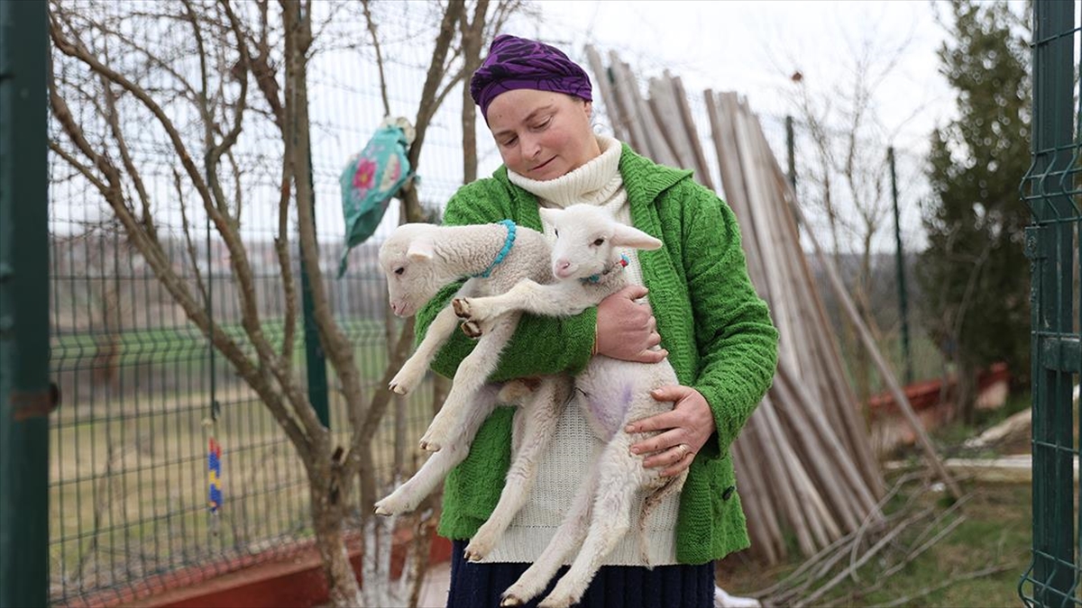 Kırklarelili Besici Kadın, Annelerinin Kabullenmediği Kuzulara Evinde Bakıyor Haberi