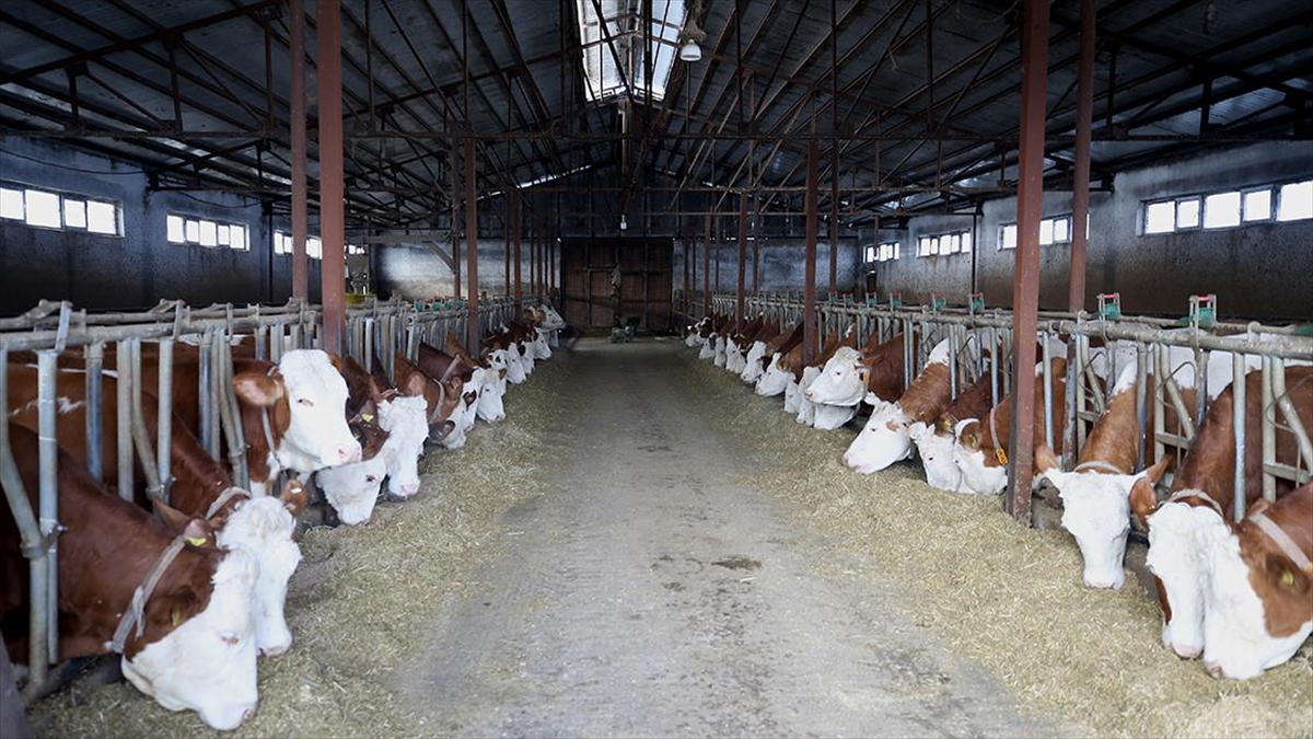 Muşlu Besici Devletin Sağladığı Desteklerle Hayal Ettiği Tesisi Kurdu Haberi
