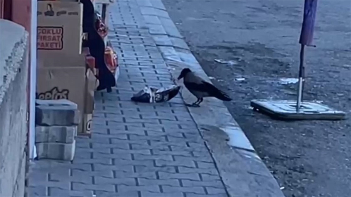 Van’da Karganın Marketin Rafından Cips Paketini Alması Kameraya Yansıdı Haberi