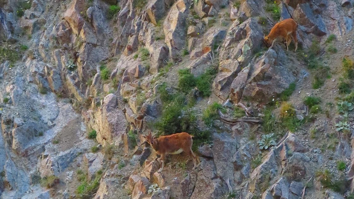 Artvin’de Baraj Gölü Kıyısına Inen Yaban Keçileri Görüntülendi Haberi