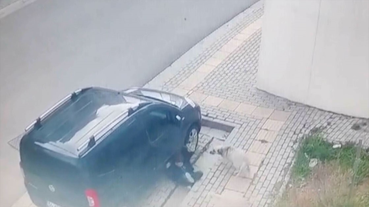 Bursa’da Sahipsiz Köpeklerin Çocuğa Saldırması Güvenlik Kamerasında Haberi