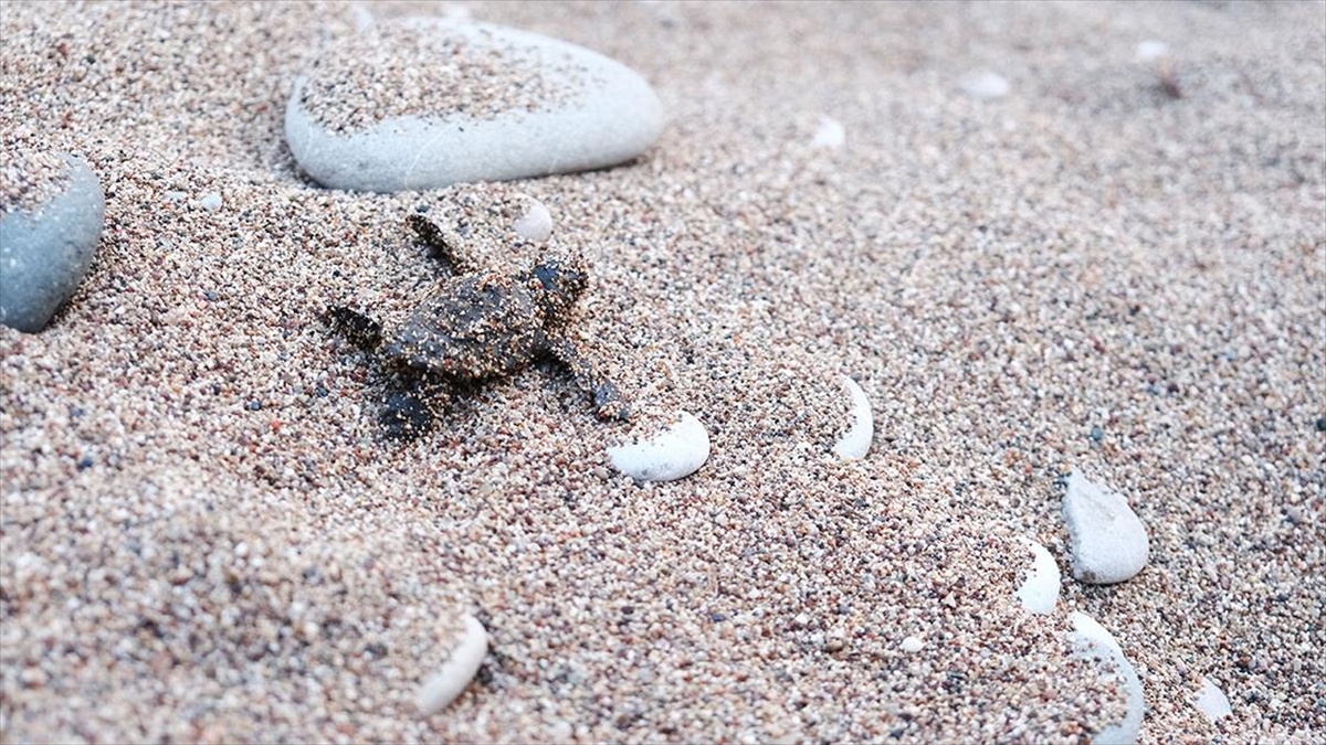 Çıralı Sahili’nde Caretta Caretta Yavrularının Yuvalarından Denize Yolcuğu Başladı Haberi