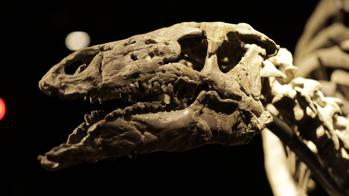 İskoçya’nın Skye Adası’ndaki Etçil Ve Otçul Dinozorların Aynı Su Kaynaklarını Kullandığı Keşfedildi Haberi
