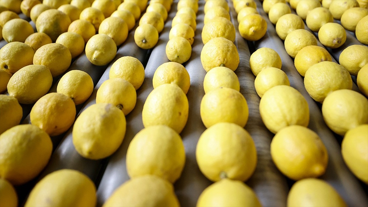 Limon Ihracatı Yarından Itibaren Geçici Olarak Durdurulacak Haberi