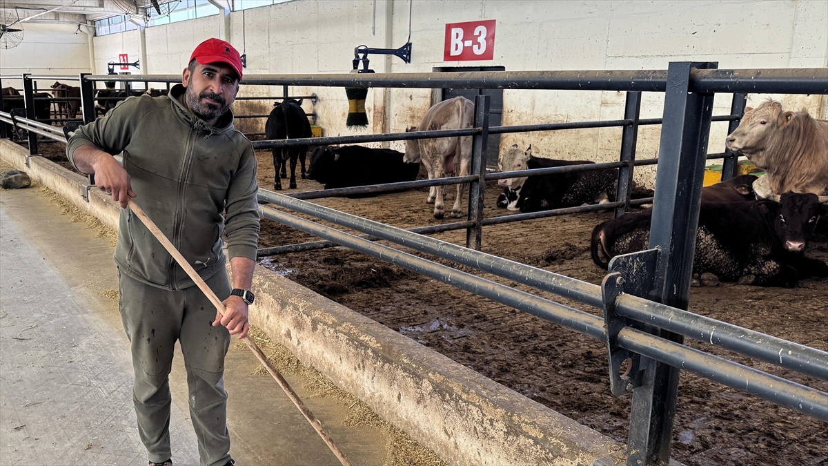 Tarlasının Gübre Ihtiyacını Karşılamak Için Devletten Aldığı Destekle Besi Çiftliği Kurdu Haberi