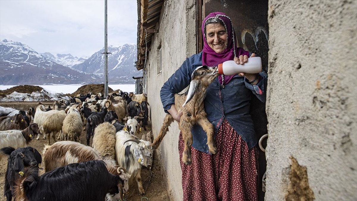 Tuncelili Besiciler Baharın Müjdecisi Oğlak Ve Kuzuları Büyütme Telaşında Haberi
