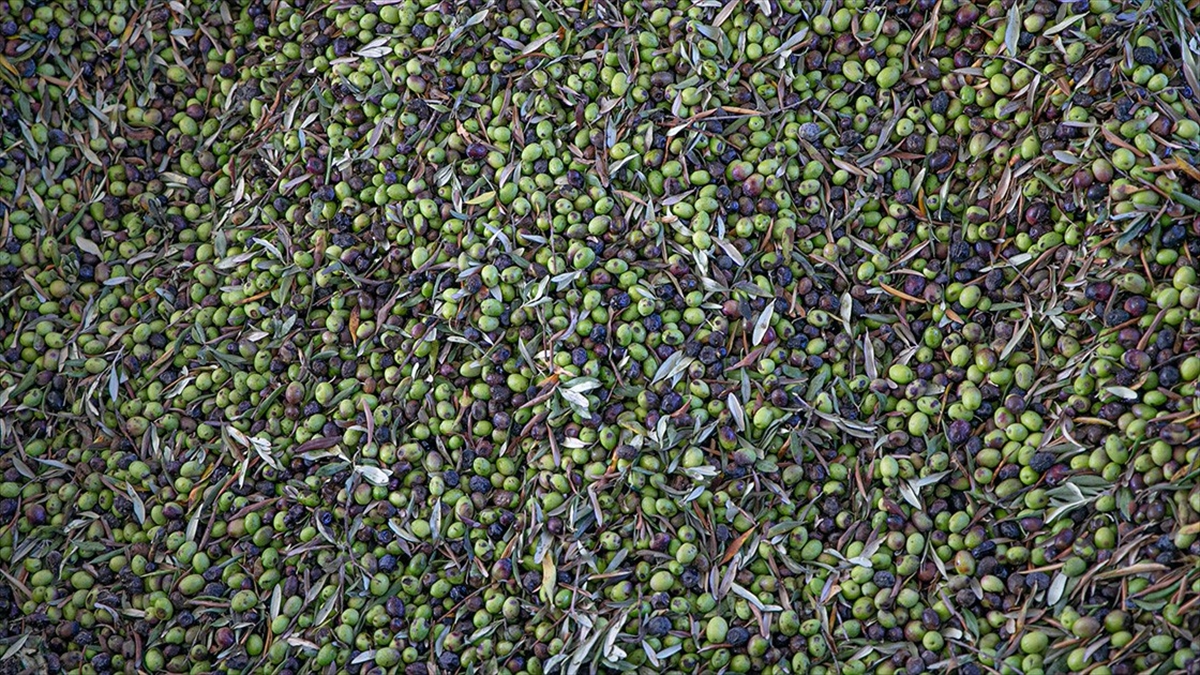 Türkiye Sofralık Zeytin Üretiminde Dünyada Zirveye Yerleşti Haberi