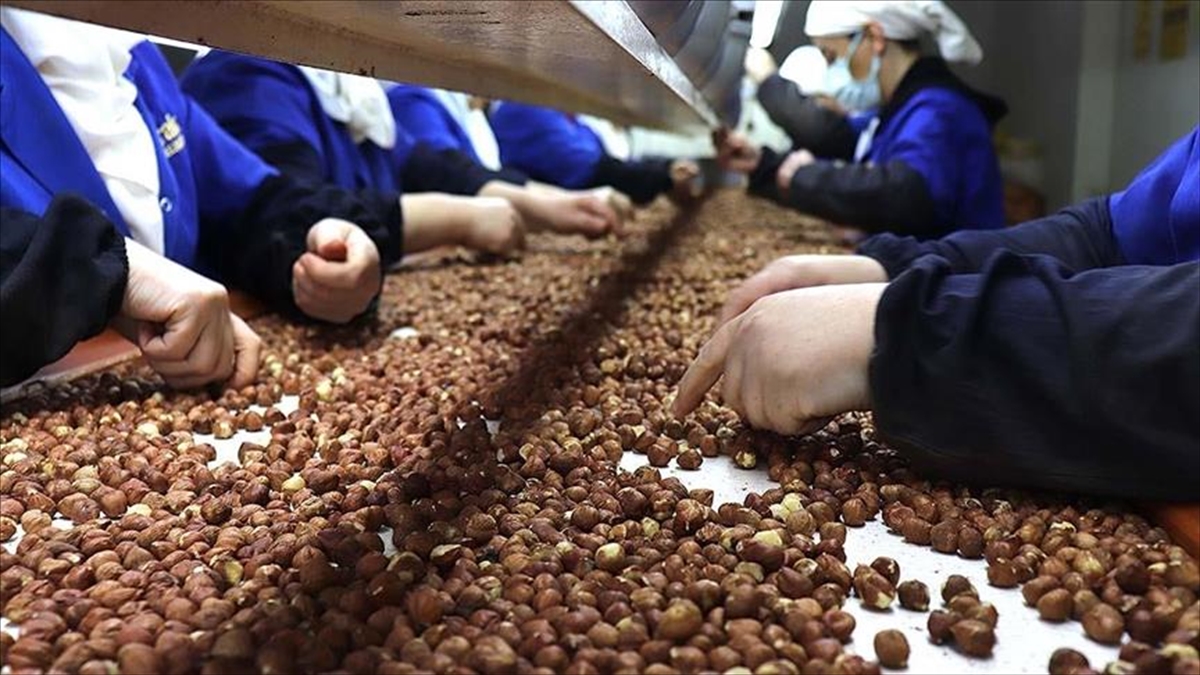 Türkiye’nin Fındık Ihracatının Yüzde 36’Sı Trabzon’dan Yapıldı Haberi