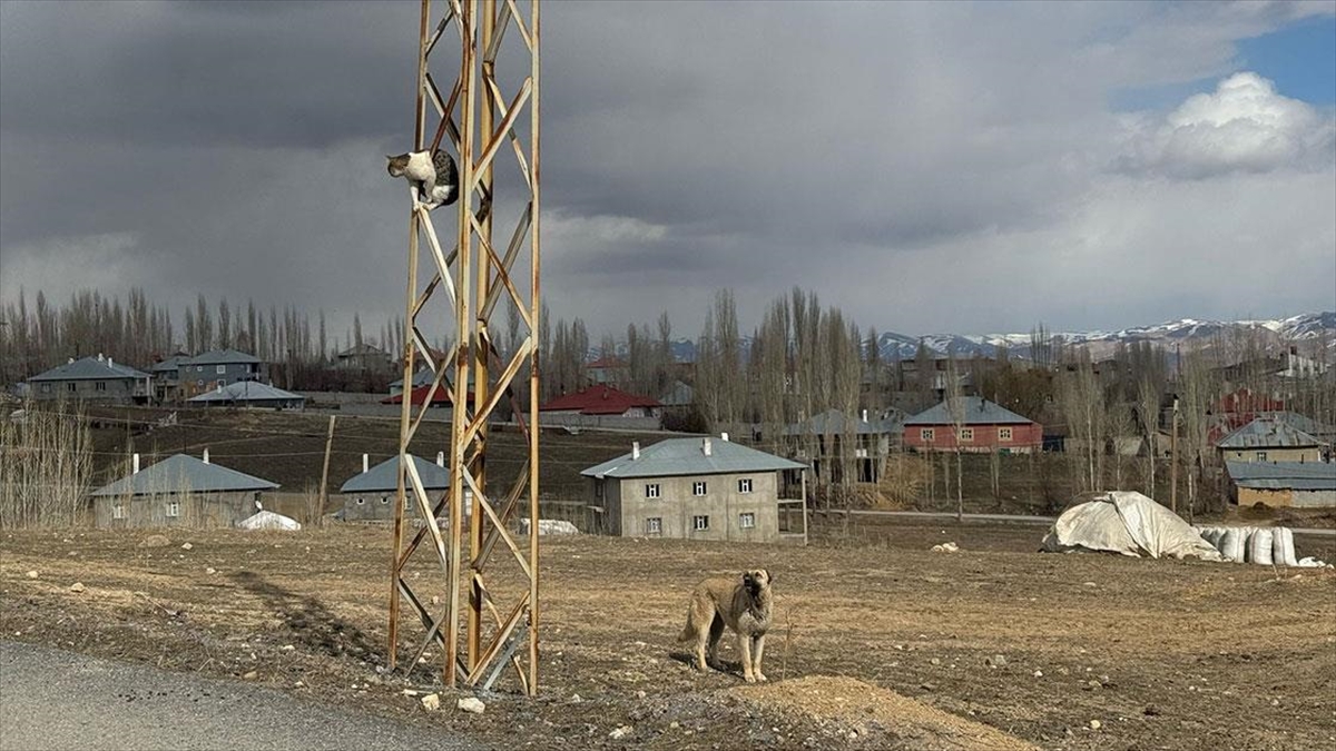 Van’da Sahipsiz Köpeklerin Saldırdığı Kedi Direkte Mahsur Kaldı Haberi